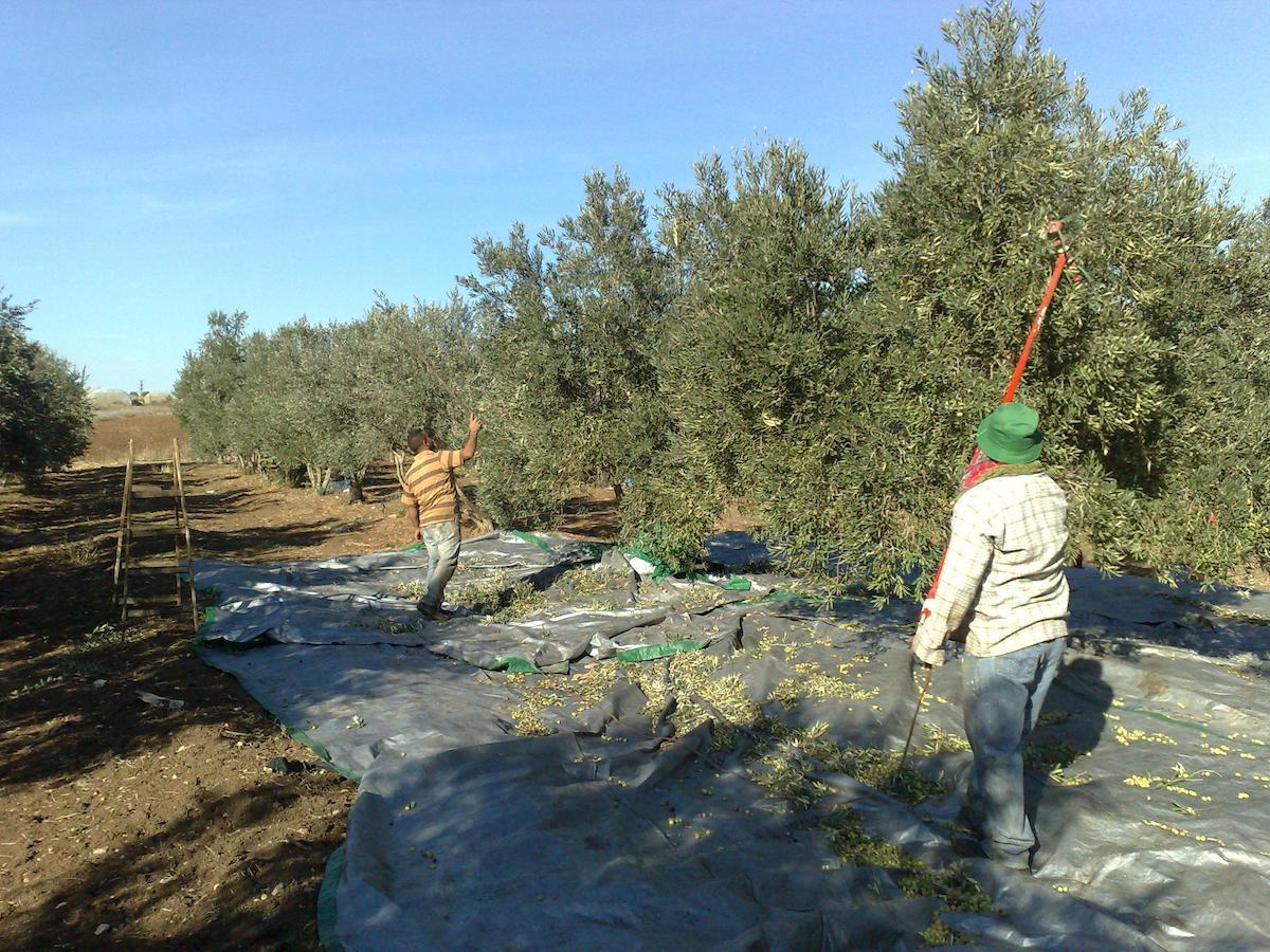 Peace Tent Kfar Rut Exterior foto