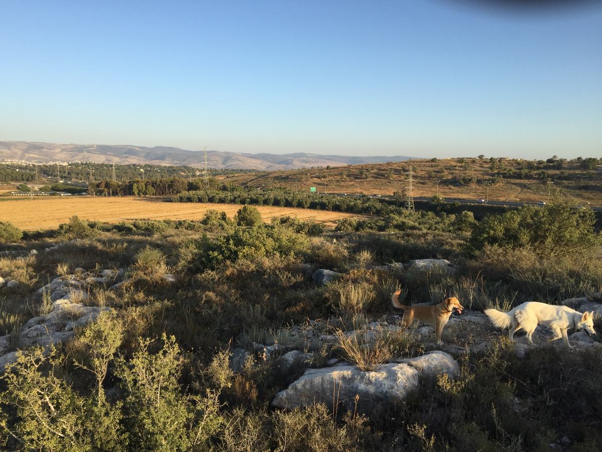 Peace Tent Kfar Rut Exterior foto